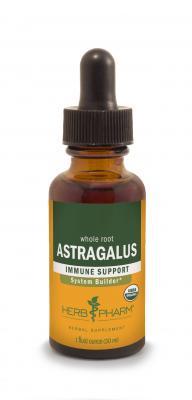 Astragalus