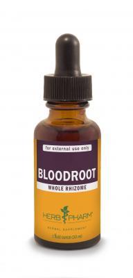 Bloodroot