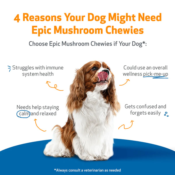 Epic Mushroom Chewies for Dogs (90 soft chews (approx. 4 grams per chew))