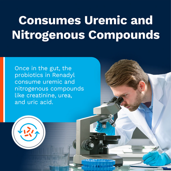 Renadyl - Kidney Health Supplement 1 months (30 days) supply