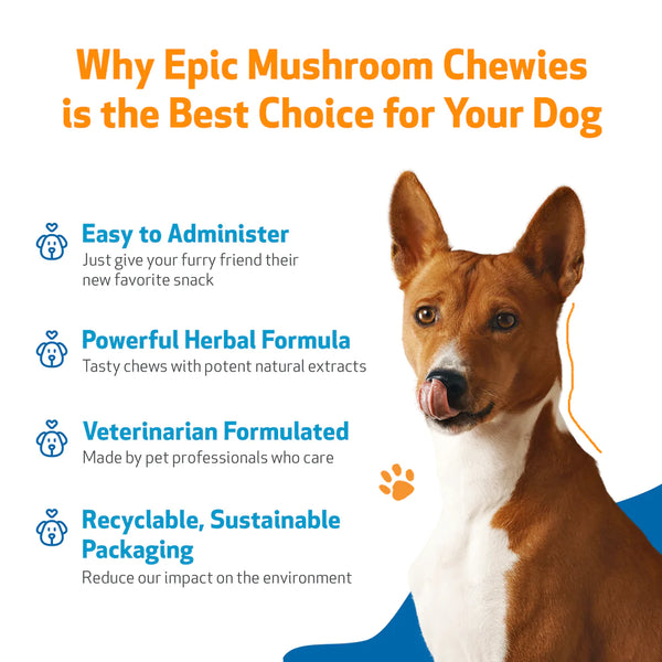 Epic Mushroom Chewies for Dogs (90 soft chews (approx. 4 grams per chew))